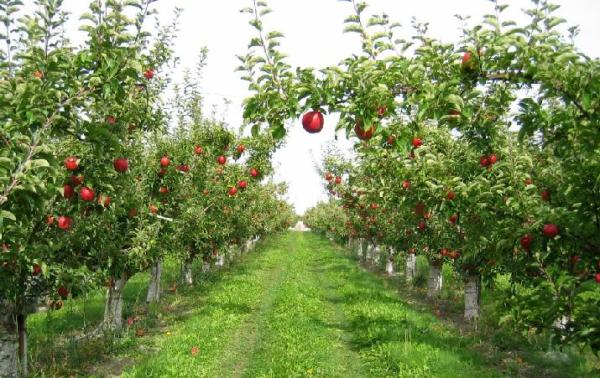Sebze ve Meyve Bahçesi Kurmanın Maliyeti