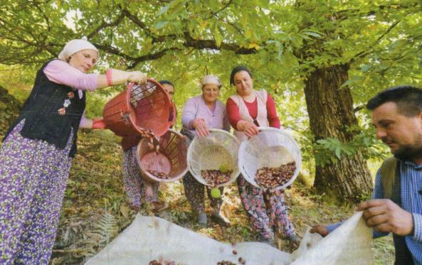 Orman yatırımına büyük destek