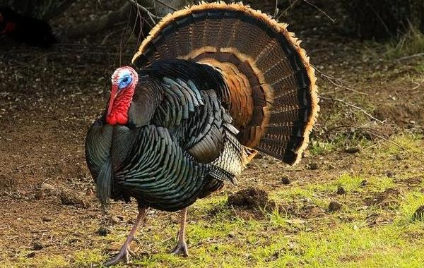 Hindi Yetiştiriciliği Yapmak Kazandırıyor