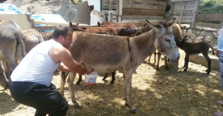 Eşek Sütü Üretim Çiftliği Kurmak