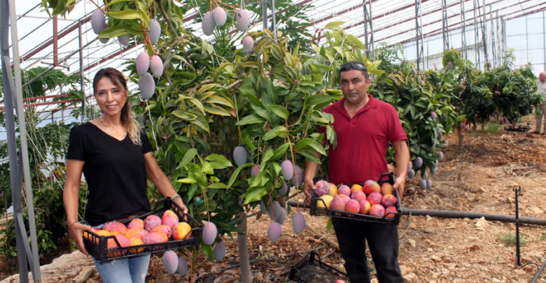 Mango yetiştiriciliği çok kazandırıyor