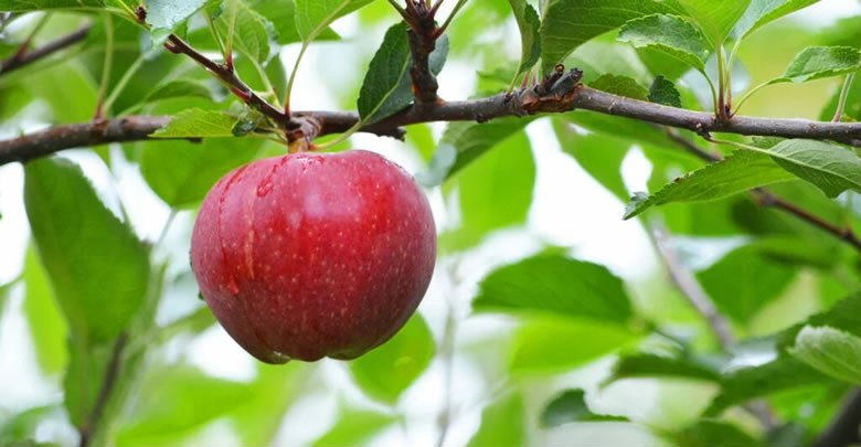 Elma Yetiştiriciliği Yapmak Para Kazandırırmı?
